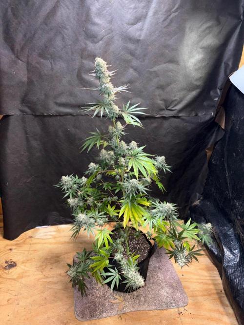 Apple yumyum. Week 12