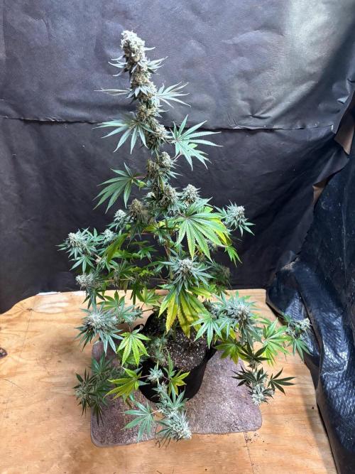 Apple yumyum. Week 12