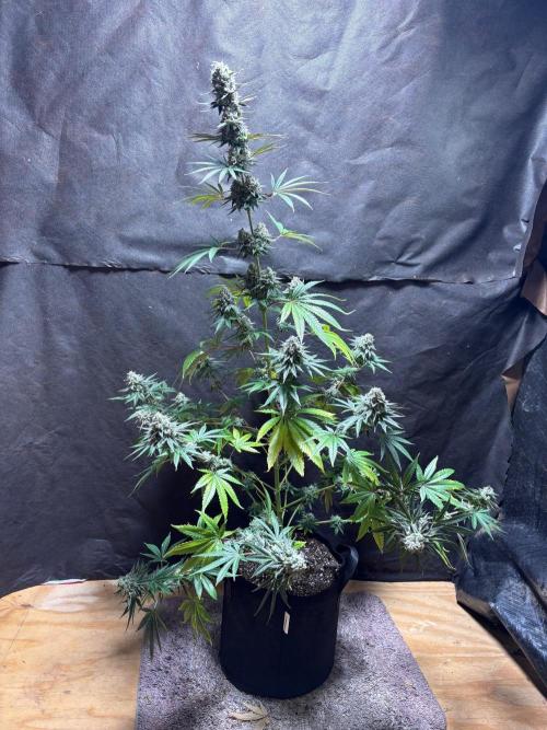 Apple yumyum. Week 12