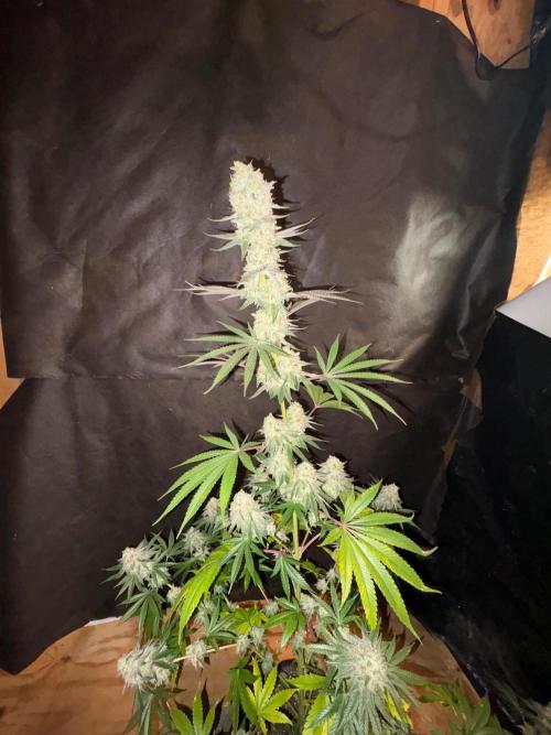 Apple yumyum. Week 12