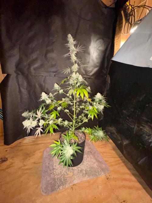 Apple yumyum. Week 12