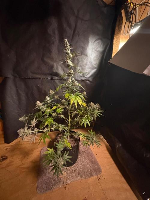 Apple yumyum. Week 12