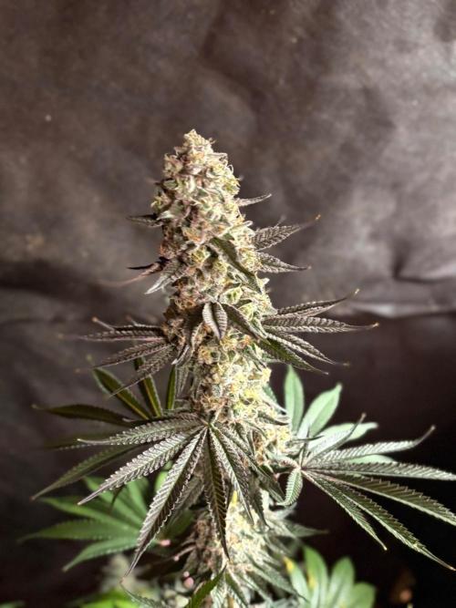 Apple yumyum. Week 12