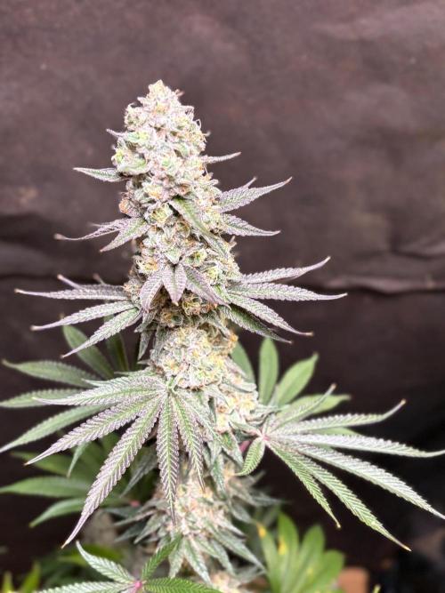 Apple yumyum. Week 12
