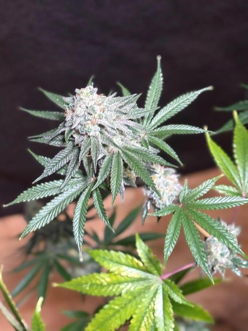 Apple yumyum. Week 12