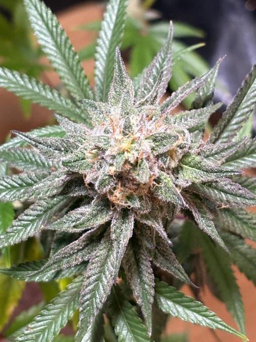 Apple yumyum. Week 12