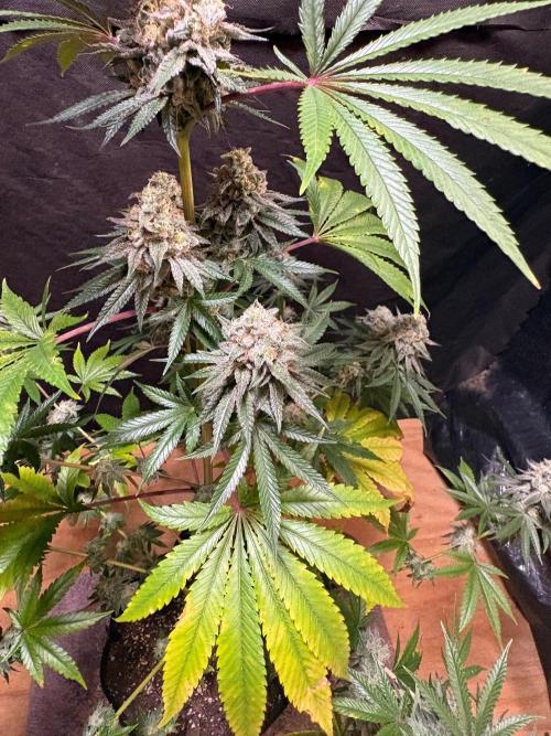 Apple yumyum. Week 12