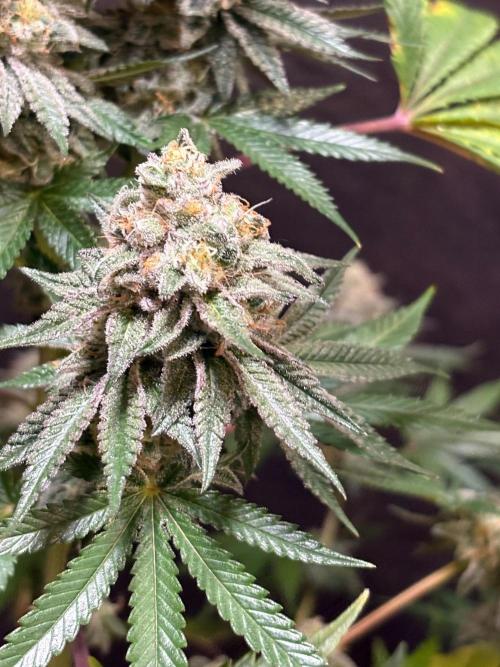 Apple yumyum. Week 12