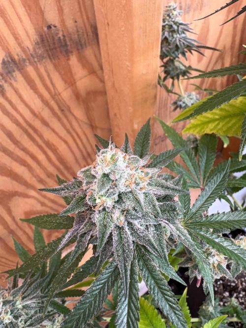 Growfornow