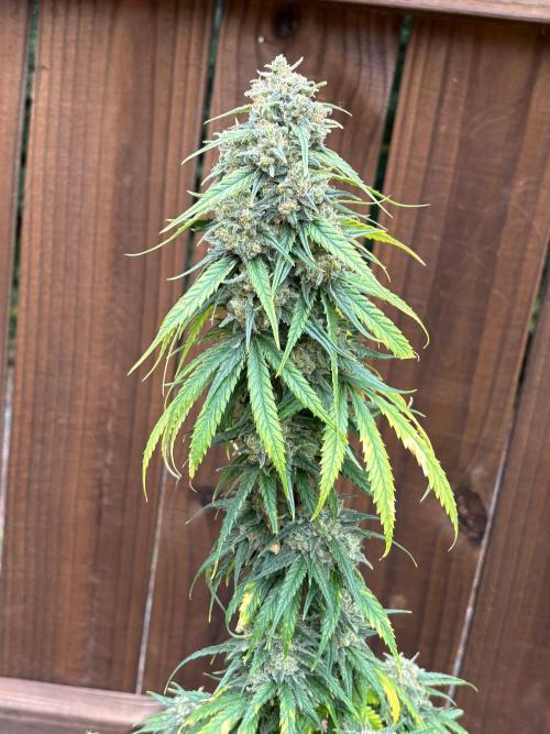 Pain killer let’s kill some pain main. Week 12