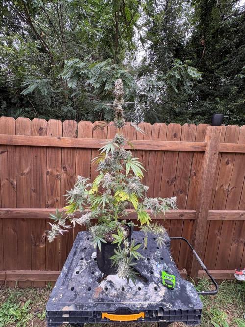 Apple yumyum. Week 13