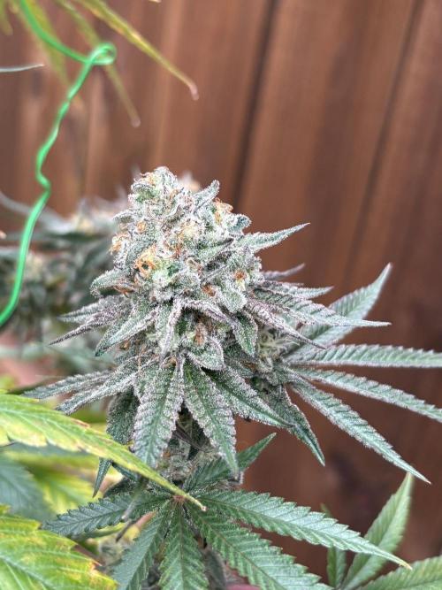 Apple yumyum. Week 13