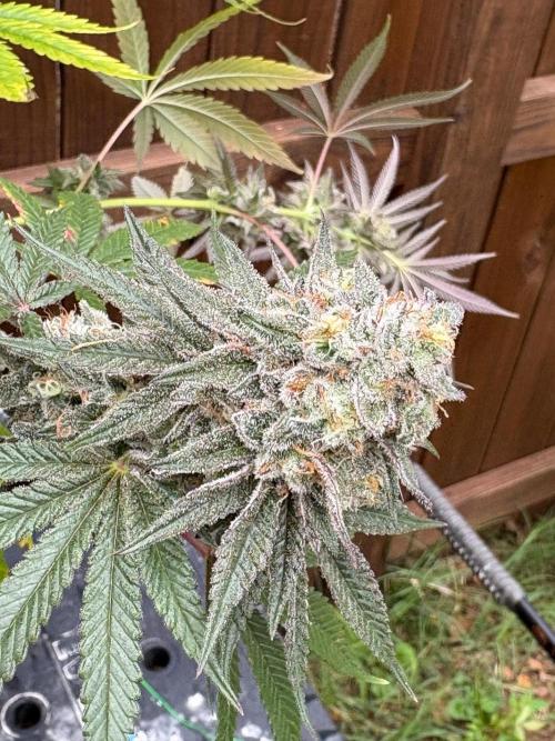 Apple yumyum. Week 13
