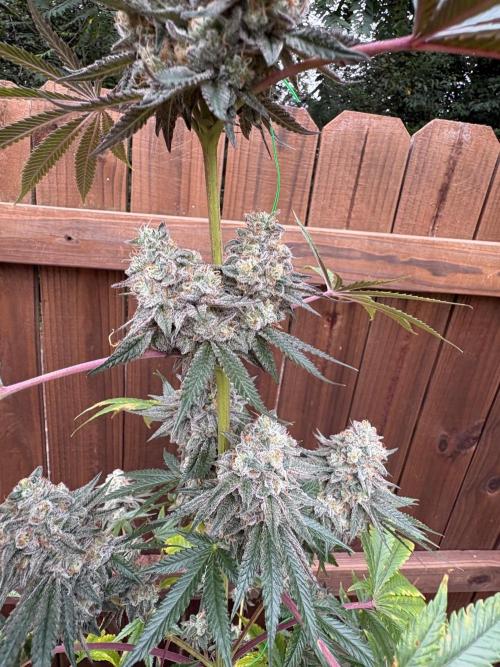Apple yumyum. Week 13