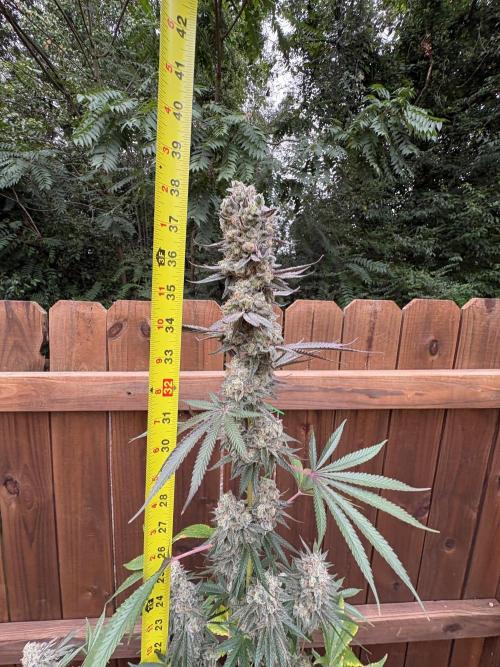 Apple Fritter. Week 13