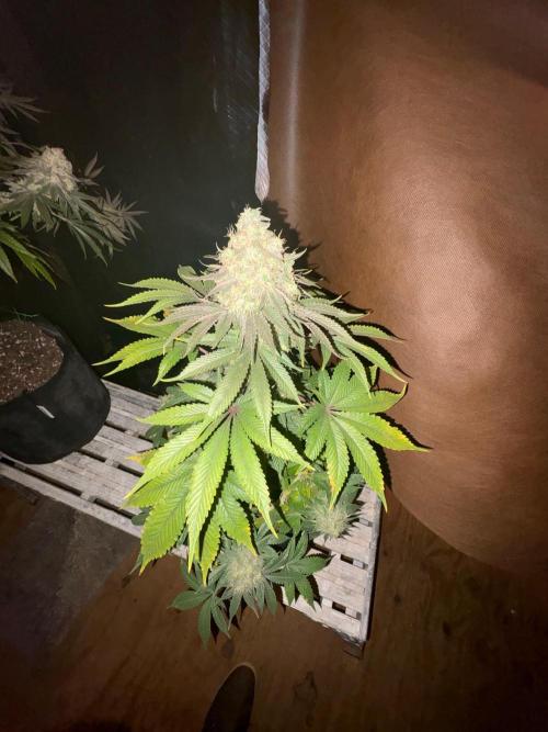 White widow. Week 12
