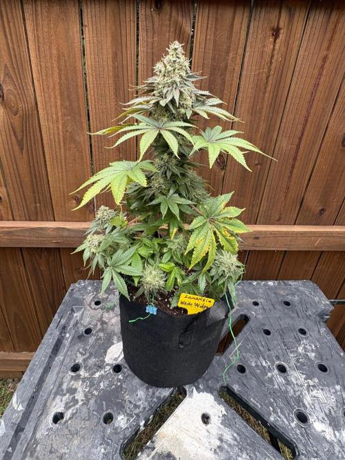 White widow. Week 12