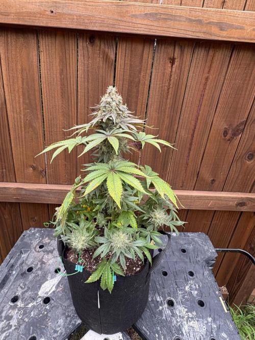 White widow. Week 12