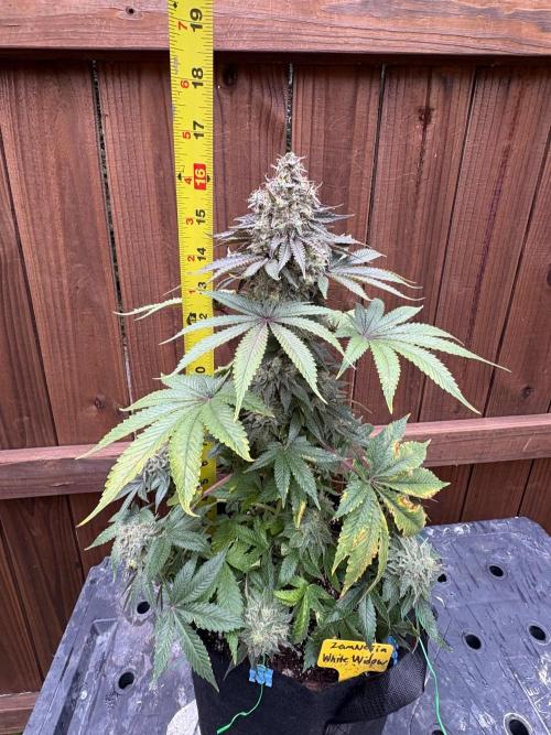 White widow. Week 12