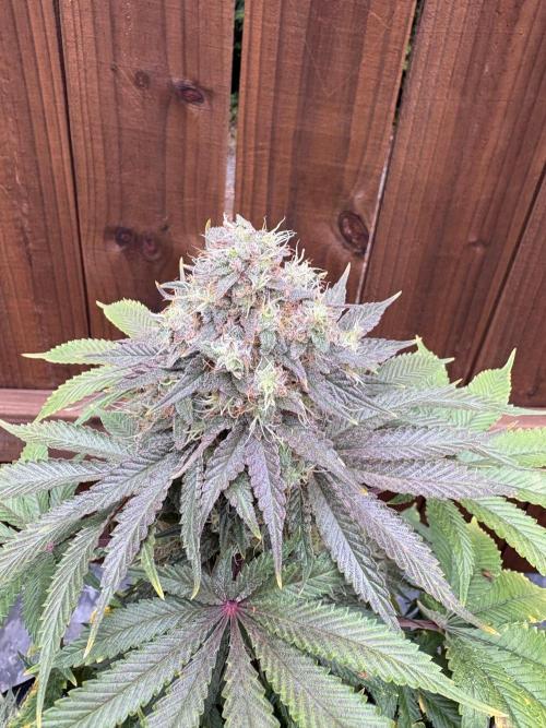 White widow. Week 12
