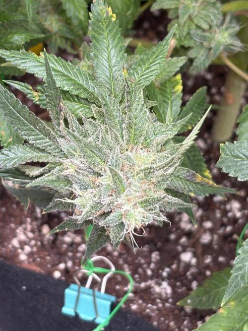 White widow. Week 12