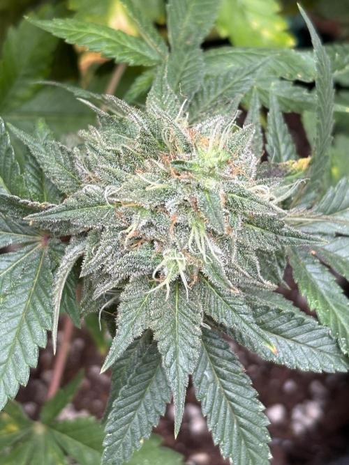 White Widow. Week 12