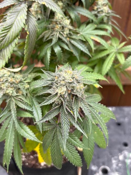 Oh kush - we’ll see. Week 13