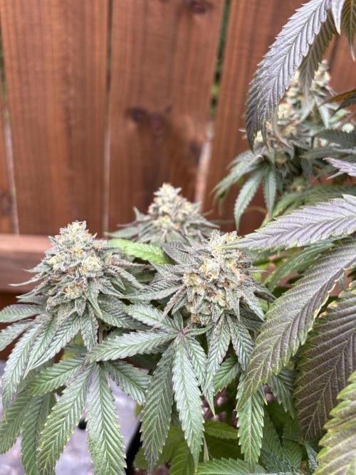 Oh kush - we’ll see. Week 13