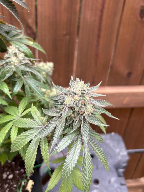 Oh kush - we’ll see. Week 13