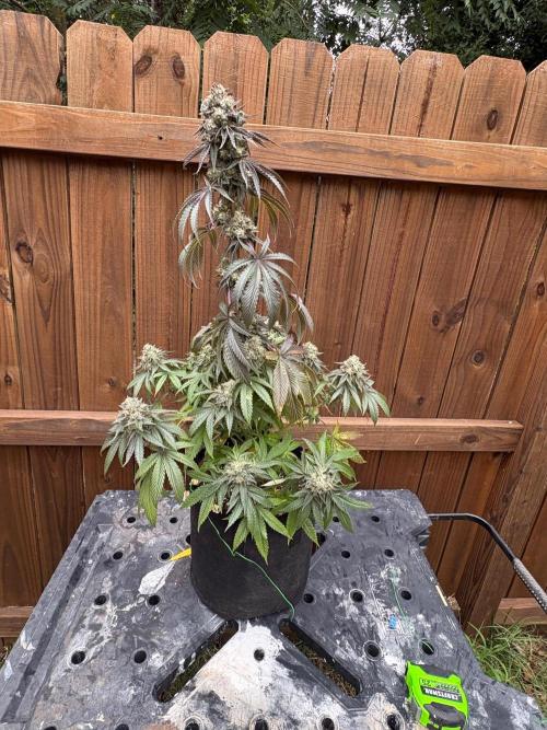 Oh kush - we’ll see. Week 13