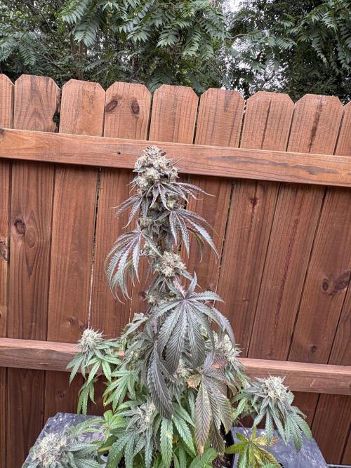 Oh kush - we’ll see. Week 13