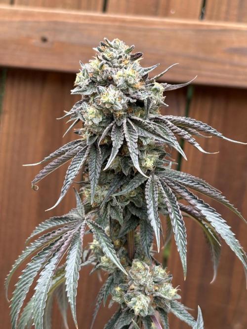 Oh kush - we’ll see. Week 13
