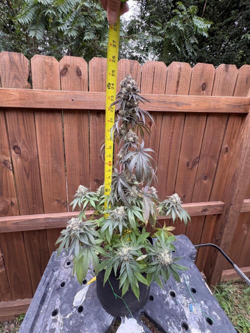 Oh kush - we’ll see. Week 13