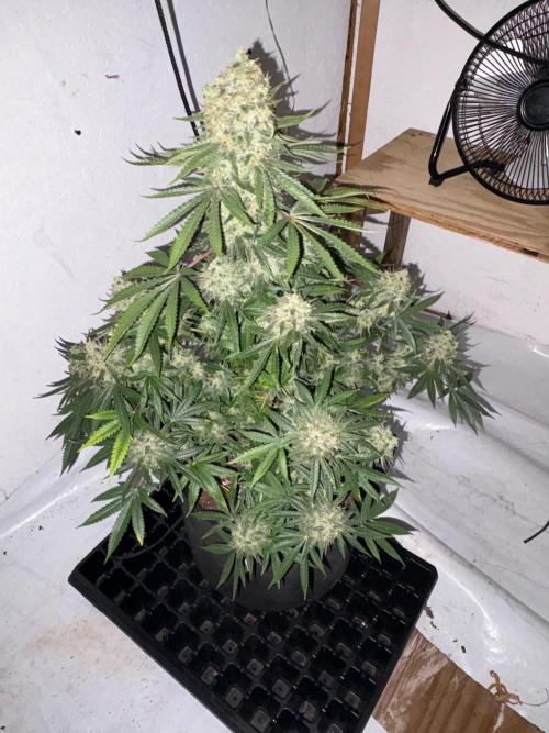 Cindy-99. Week 13