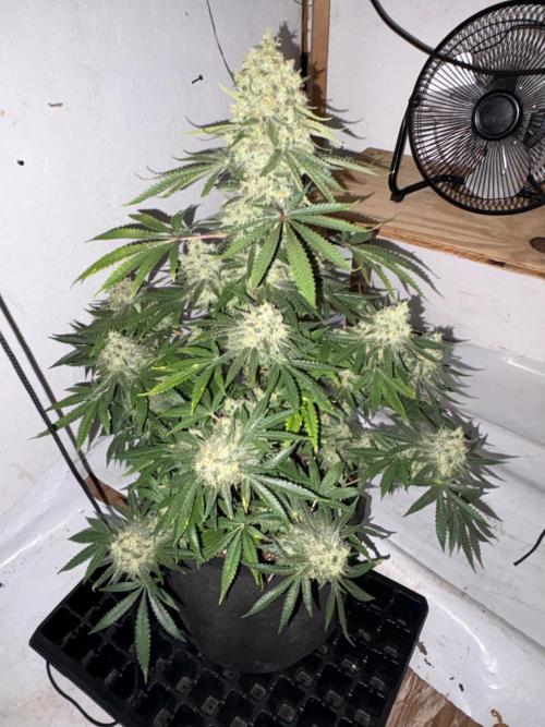 Cindy-99. Week 13