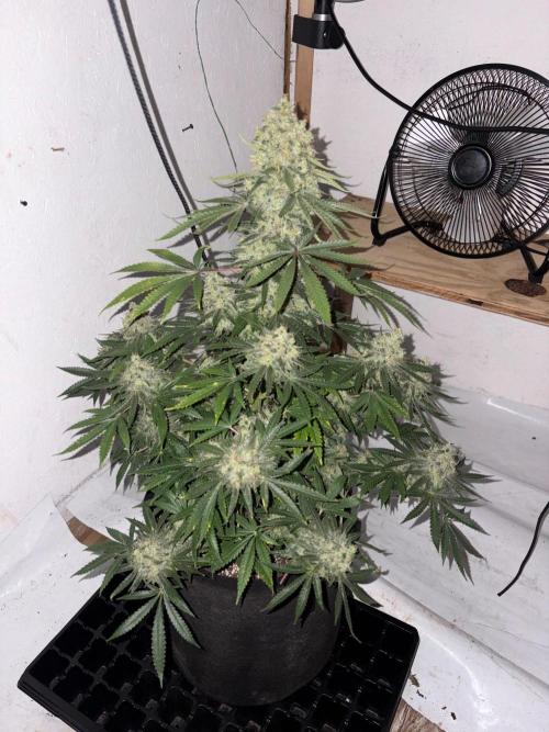 Cindy-99. Week 13