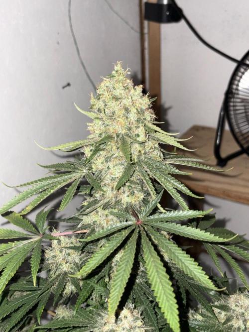 Cindy-99. Week 13