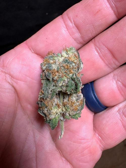 Apple Fritter. Week 14