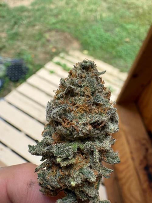 Apple yumyum. Week 14