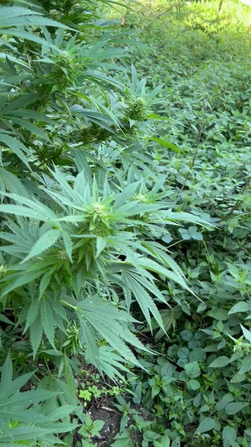 Outdoor grow Germany 2025