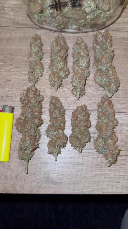 Blue Cheese by Barneysfarm (first Grow)