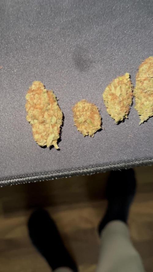 Blue Cheese by Barneysfarm (first Grow)