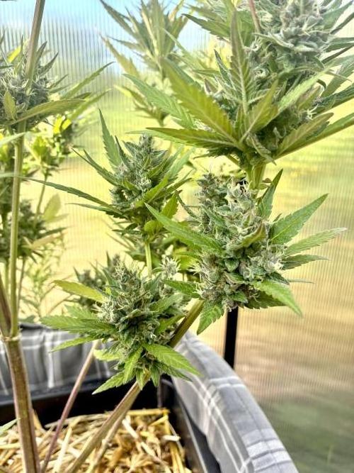 Strawberry Gorilla Outdoor, Germany. Week 12