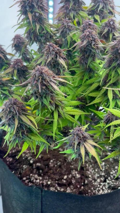 Fast Buds Autos, Lemon Cherry Cookies & Frostbanger