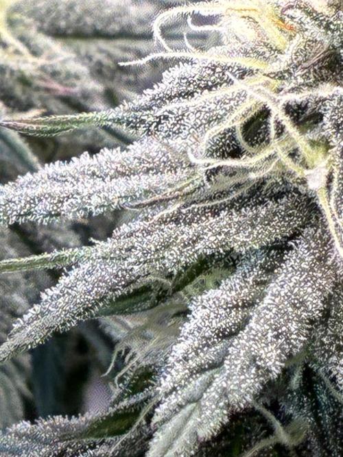 3 Cherry Poppers, mainlining,. Week 12