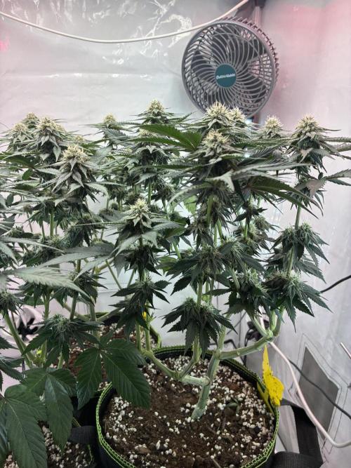 3 Cherry Poppers, mainlining,. Week 12