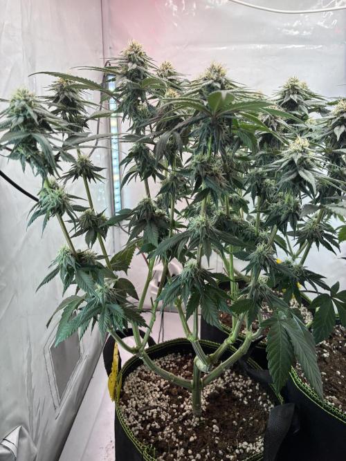 3 Cherry Poppers, mainlining,. Week 12