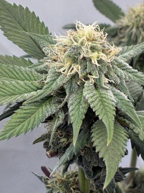 3 Cherry Poppers, mainlining,. Week 12