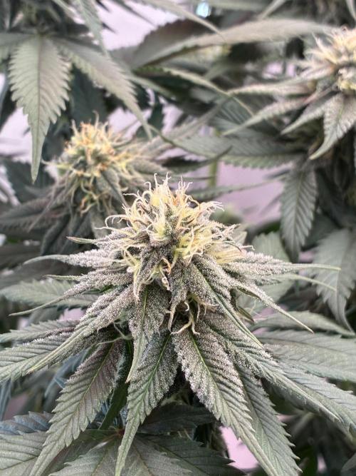 3 Cherry Poppers, mainlining,. Week 12