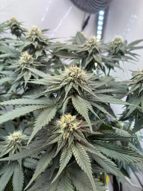 3 Cherry Poppers, mainlining,. Week 12